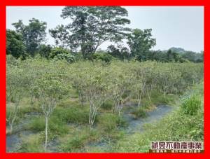 誠昱/東山大客北村庄邊美.